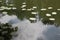 The surface of the pond and lots of beautiful water lilies.