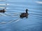 On the surface of the reservoir floats adult wild duck with a small duckling