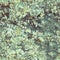 Surface rock with lichen seamless pattern from northern mountain