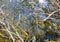Surface of shallow water covered with various branches and plants