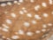 Surface of the spotted deer fur. Speckled reindeer fur. Reddish chital hair coat with white spots