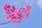 The surface texture of Gratoxylum, formosum, Guttiferae, sweet colorful of Thailand sakura flower, pink heart flower, with the blu