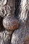 Surface of twisted bark of European smoketree