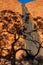 Surface of Uluru monolit with a shadow of a tree, Ayers Rock, Red Center, Australia