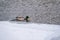 The surface of the water is partially covered with ice. Mallard duck swmming in winter river. Dangerous Thin Ice