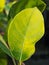 Surface of Yellow Jack Fruit learf