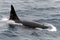 Surfacing adult male Killer Whale, Beagle Channel, Chile