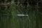 A Surfacing Alligator In Southeast Louisiana.