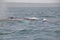 Surfacing Humpback whale (Megaptera novaeangliae) with Nova Scotia coastline on the horizon