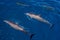 Surfacing and submerged, hawaiin spinner dolphins
