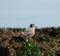 Surfbird feeding at seaside.