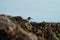 Surfbird feeding at seaside.