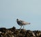 Surfbird feeding at seaside.