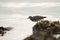 Surfbird feeding at seaside.