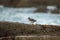 Surfbird resting at seaside.
