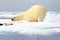 Surfeited sated and tired polar bear on drift ice edge with snow and water in Norway sea. White animal in the nature habitat,