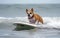 Surfer dog swims through the waves on a surfboard on the sea, summer landscape, generative ai