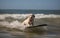 Surfer dog swims through the waves on a surfboard on the sea, summer landscape, generative ai