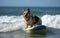 Surfer dog swims through the waves on a surfboard on the sea, summer landscape, generative ai