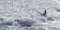 Surfer and the dramatic wave at Bondi Beach Sydney Australia