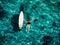 Surfer girl swim with surfboard in transparent turquoise ocean. Aerial view