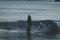 a surfer goes through a series of waves in the sea