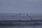 Surfer paddling out while pelicans flying by