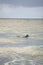 Surfer Paddling Out To Sea