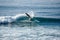 Surfer on perfect blue aquamarine wave, empty line up, perfect for surfing, clean water, Indian Ocean close to Mirissa