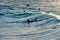 Surfer Rides a Large Blue Tropical Wave in Paradise