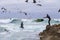 Surfer on rocks among numerous water birds. seagulls and cormorants birds sitting on the rocks, Monterey, California