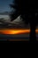 Surfer at Sunset with Palm Tree