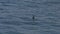 Surfer surfing a wave in atlantic ocean in Algarve, Portugal