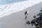 Surfer wearing wetsuit with surfboard watching ocean waves crash over rocks at St. Clair beach, Dunedin, New Zealand