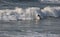 Surfer on Wembury Beach