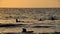 Surfers in action at dusk with a golden color and dark,