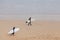 Surfers at the beach in Torquay, Australia