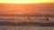Surfers on the Gold Coast at sunset or sunrise, Australia. Orange golden silhouette