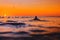 Surfers on line up and surfer woman at warm sunset. Surfing in ocean
