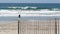 Surfers in ocean, pacific coast sea water waves. People surfing with surfboards in California USA