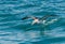 Surfin` Salvin`s Albatross