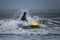 Surfing in the Baltic sea. Man struggling in the waves, trying to surf. Cold and windy autumn. Fun activity and sport.