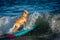 Surfing dog on a surfboad on the sea riding the waves