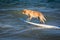 Surfing dog on a surfboad on the sea riding the waves