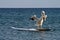 Surfing Pelican