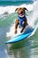 Surfing Pitbull