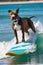 Surfing Pitbull