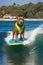 Surfing Pitbull