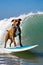 Surfing Pitbull