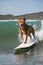 Surfing Pitbull